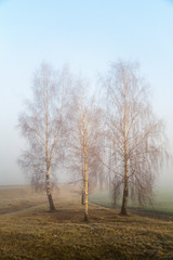 Obraz na płótnie Canvas Four birches in a fogy autumn morning