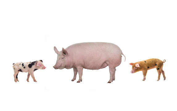 female and piglet isolated