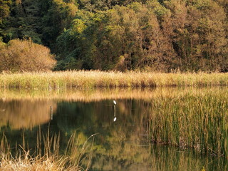 白鳥のいる千駄堀池風景