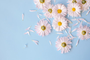 A lot of daisies with petals on a blue background.