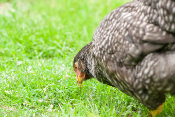 The hen is looking for food in the grass