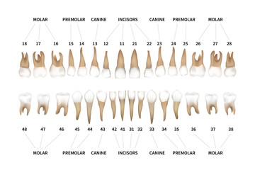 Human dentition full infographic chart with teeth numbers for upper and lower jaws isolated on white