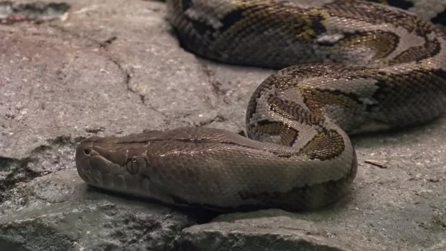 Close-up of reticulated python curled up in bundle. Beautiful large snake with patterned scaly skin resting on stone under warm light. Gorgeous reptile relaxing or sleeping on rock. Camera zooms out.