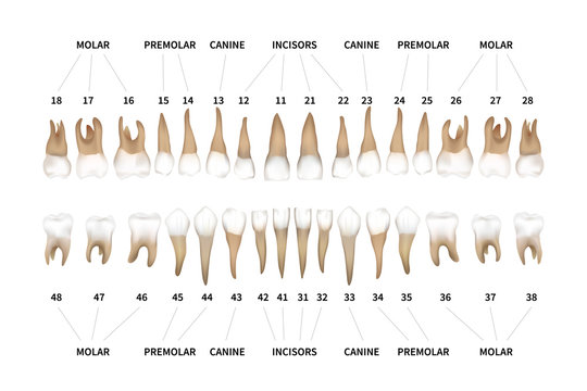 Human dentition full infographic chart with teeth numbers for upper and lower jaws isolated on white