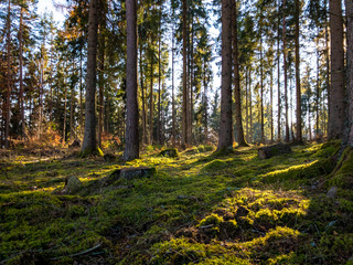 autumn in the forest