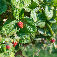 bush with red, ripe wild strawberries