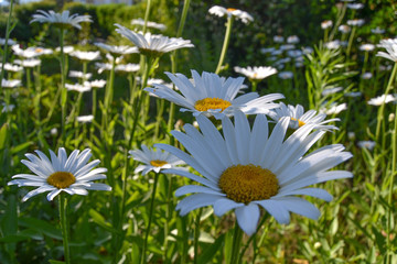 Daisies in the garden 