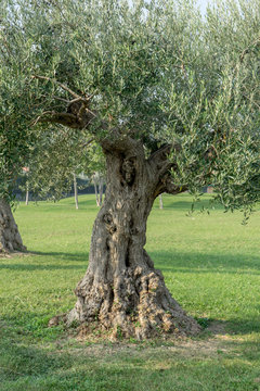 Old, knotty olive tree