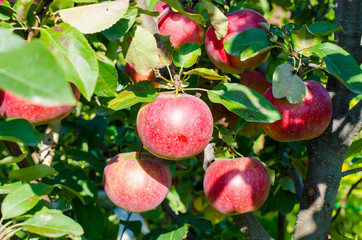 Ripe apples on tree