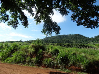 Fototapeta premium tree on the hill