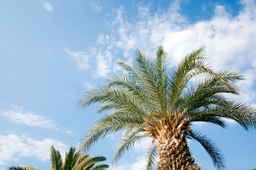 tropical palm trees against blue sky
