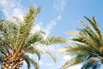 Obraz na płótnie Canvas two tropical palm trees under a clear blue sky