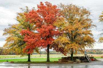 Naklejka premium autunno
