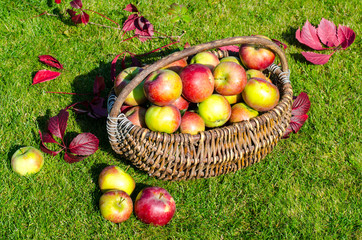 Ripe apples in old vintage wicker basket on background of green grass