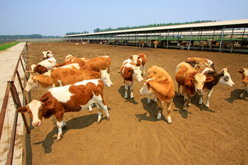 Beef cattle in a farms