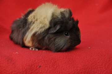 Meerschweinchen