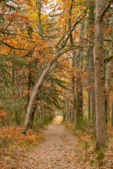 Obraz premium Path in the forest in autumn
