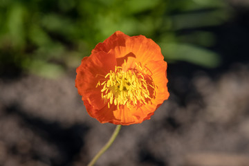 Close up of a bright orange poppy flower in sunshine