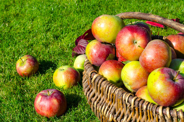 Ripe apples in old vintage wicker basket on background of green grass