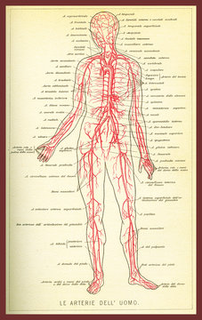 Vintage color table of anatomy, arteries and blood circulation with  anatomical descriptions in italian