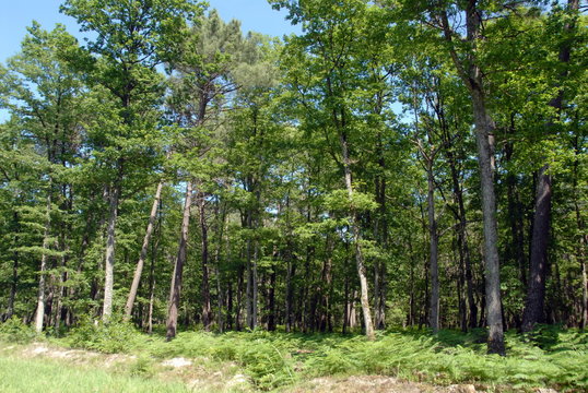 Forêt du Loir et Cher, fougères en premier plan, vers la ville de Noyers-sur-Cher, France