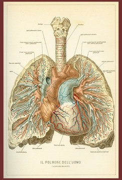 Vintage color table of anatomy, human lungs and heart blood circulation with Italian anatomical descriptions
