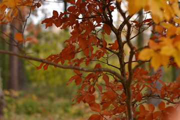 Autumn woods, leaves detail