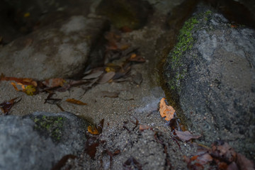 水、葉っぱ