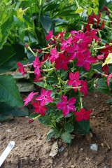 Nicotiana