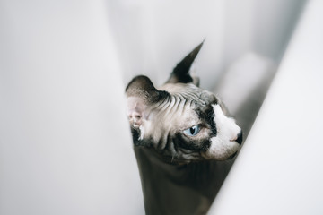 Canadian hairless sphinx cat sits near window sill with houseplants in front of a window and looks to the window