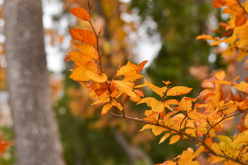 Autumn woods, leaves detail