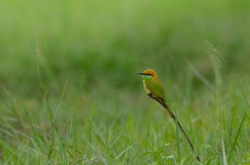 Green Bee-eater with green field background