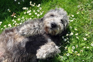 Mischlingshund