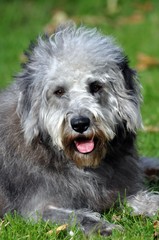 Mischlingshund