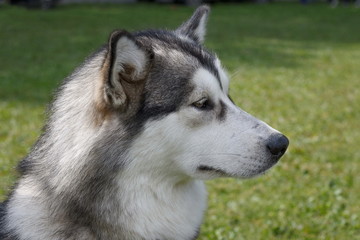 Naklejka na ściany i meble Siberian husky is sitting on a spring green meadow. Close up.