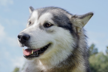 Cute siberian husky on a blue sky background. Close up. Pet animals.