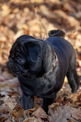 Chinese pug puppy is playing on a autumn park . Dutch mastiff or mops. Pet animals.