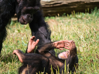 Chimpanzé