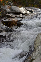Wild stream in the forest