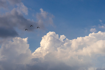 cloudscape fluffy dramatic white cloud on blue sky with birds flying in background, copy space