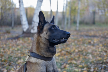 Cute belgian sheepdog is sitting on a autumn foliage in the park. Close up. Pet animals.