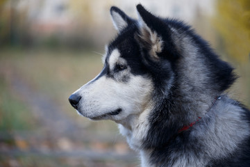 Cute siberian husky close up. Pet animals.