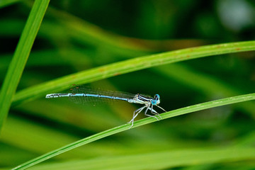 Detail of damselfly on the grass