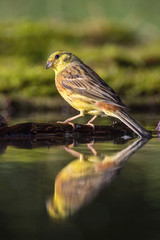 The Yellowhammer or Emberiza citrinella is sitting at the waterhole in the forest Reflecting on the surface Preparing for the bath Colorful backgound with some flower....