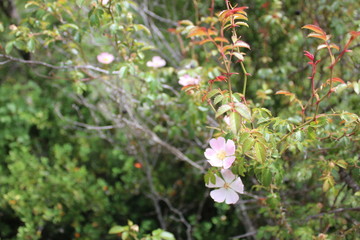 LE ROCHER DU CAIRE - SAINT MAY - DROME