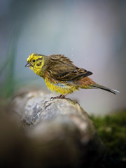The Yellowhammer or Emberiza citrinella is sitting on the branch in the forest Colorful backgound with some flower..