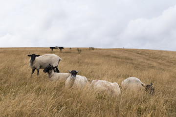 Obraz premium Sheep grazing in the English landscape at Maiden Castle near Dorchester Dorset Great Britain in the summer