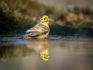 The Yellowhammer or Emberiza citrinella is sitting at the waterhole in the forest Reflecting on the surface Preparing for the bath Colorful backgound with some flower....