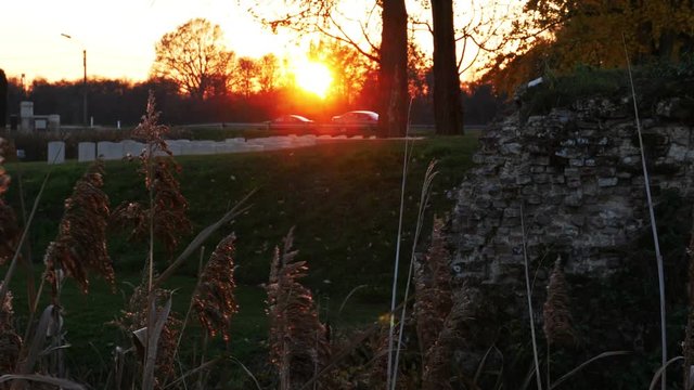 Autumn background in a war cemetery : reed plants blowing in the wind at sunset
