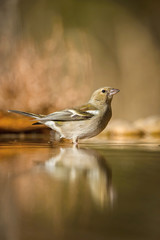 The Common Chaffinch or Fringilla coelebs is sitting at the waterhole in the forest Reflecting on the surface Preparing for the bath Colorful backgound with some flower..